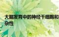 大脑发育中的神经干细胞和祖细胞多样性可能有助于皮质复杂性