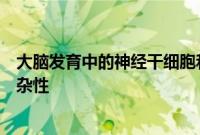 大脑发育中的神经干细胞和祖细胞多样性可能有助于皮质复杂性