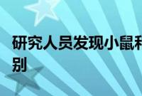 研究人员发现小鼠和人类肾细胞之间的关键区别