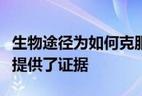 生物途径为如何克服限制癌症免疫疗法的障碍提供了证据