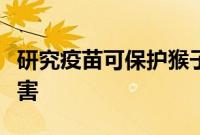 研究疫苗可保护猴子免受四种出血热病毒的侵害