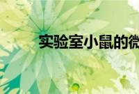 实验室小鼠的微生物组在野外散步